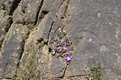 Delosperma sawdahense