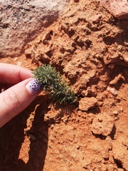 Eriospermum paradoxum