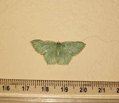 Cyclothea disjuncta