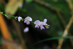 Hylodesmum podocarpum oxyphyllum