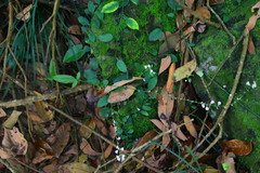 Hylodesmum podocarpum oxyphyllum