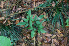 Hylodesmum podocarpum oxyphyllum
