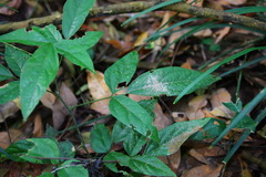Hylodesmum podocarpum oxyphyllum