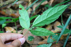 Hylodesmum podocarpum oxyphyllum