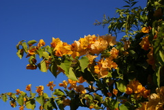 Bougainvillea