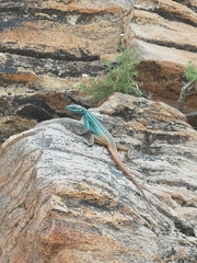 Platysaurus attenboroughi