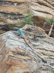 Platysaurus attenboroughi