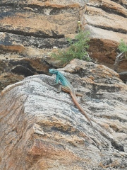 Platysaurus attenboroughi