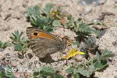 Hyponephele pulchella