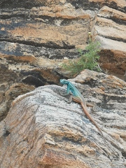 Platysaurus attenboroughi
