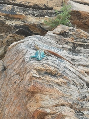 Platysaurus attenboroughi