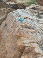 Platysaurus attenboroughi