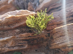 Crassula muscosa obtusifolia