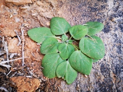 Pelargonium vinaceum