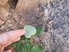 Pelargonium vinaceum