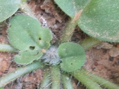 Pelargonium vinaceum