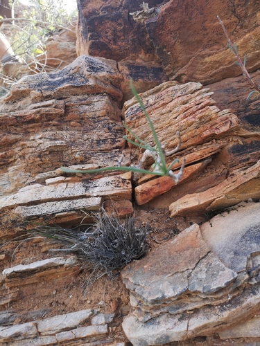 Trachyandra aridimontana