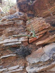 Trachyandra aridimontana