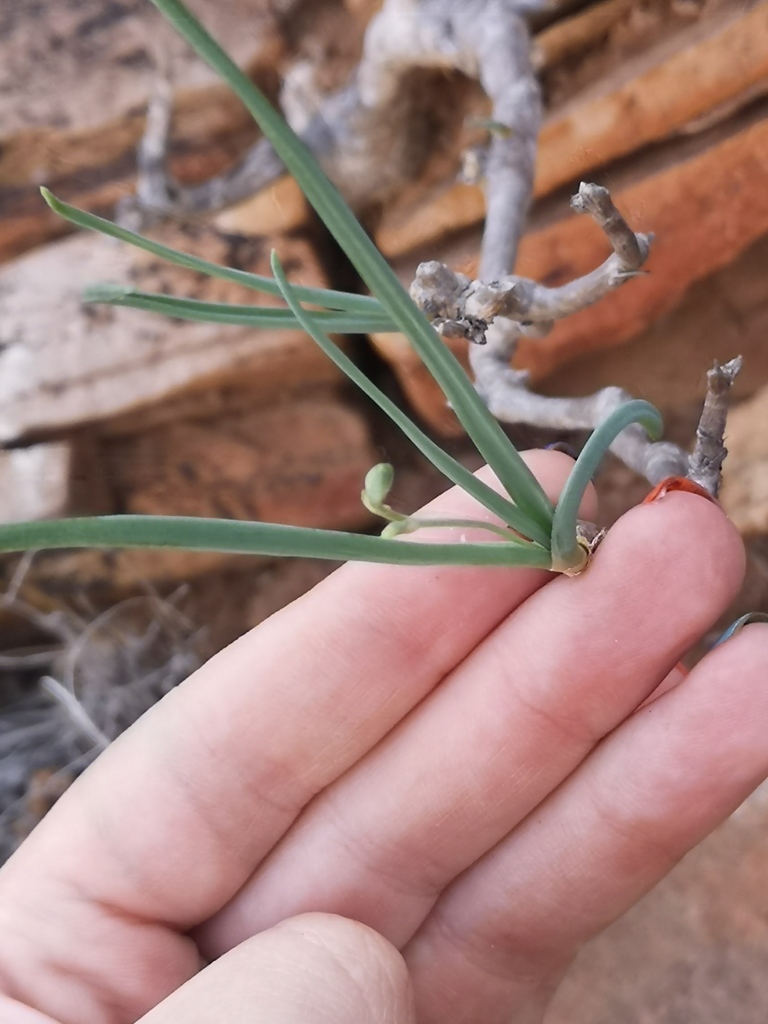 Trachyandra aridimontana, Namakwa, ZA-NC, ZA