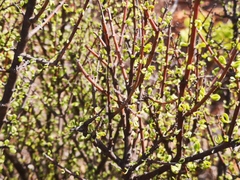 Portulacaria fruticulosa