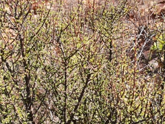 Portulacaria fruticulosa