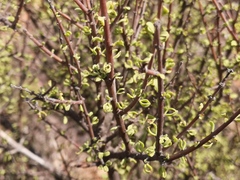 Portulacaria fruticulosa