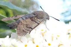 Macroglossum stellatarum