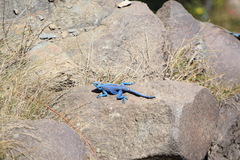 Acanthocercus yemensis