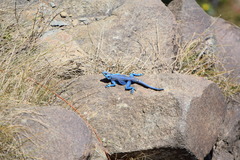 Acanthocercus yemensis