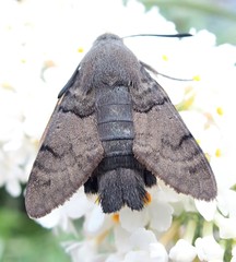 Macroglossum stellatarum