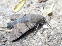 Macroglossum stellatarum