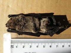 Chalinolobus gouldii