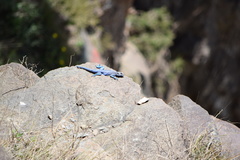 Acanthocercus yemensis