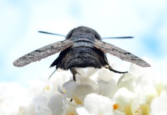 Macroglossum stellatarum