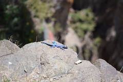 Acanthocercus yemensis