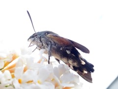 Macroglossum stellatarum