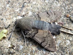 Macroglossum stellatarum