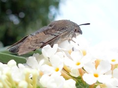 Macroglossum stellatarum