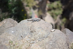 Acanthocercus yemensis