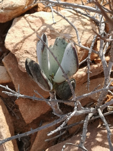 Adromischus alstonii