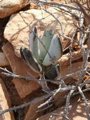 Adromischus alstonii