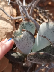 Adromischus alstonii