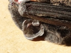 Chalinolobus gouldii