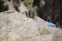 Acanthocercus yemensis