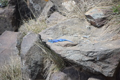 Acanthocercus yemensis