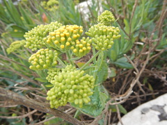 Senecio odoratus