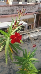 Hesperantha coccinea