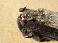 Chalinolobus gouldii