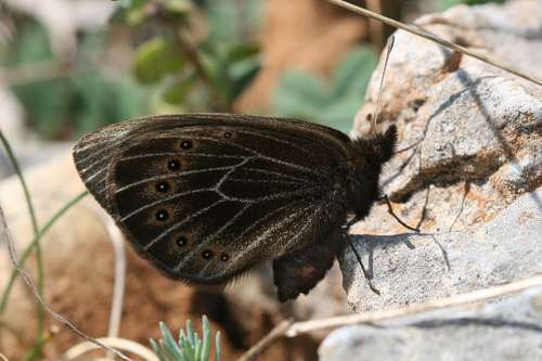 Dalmatian Ringlet