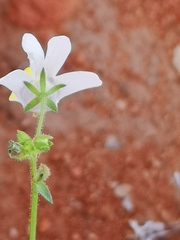Nemesia anisocarpa